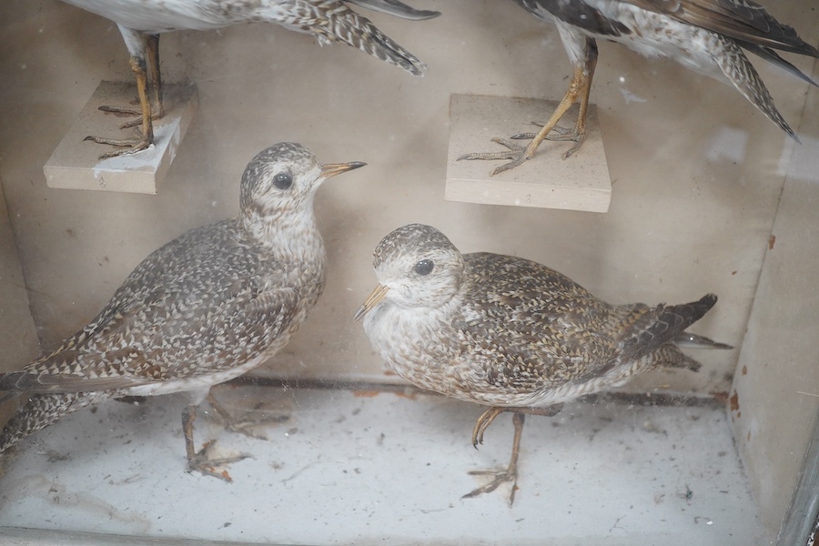 A cased taxidermy group of four Grey Plovers, 45.5cm sq. Condition - fair